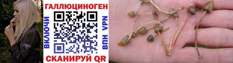 Псилоцибиновые грибы Psilocybe  даркнет сайт  Ковылкино 